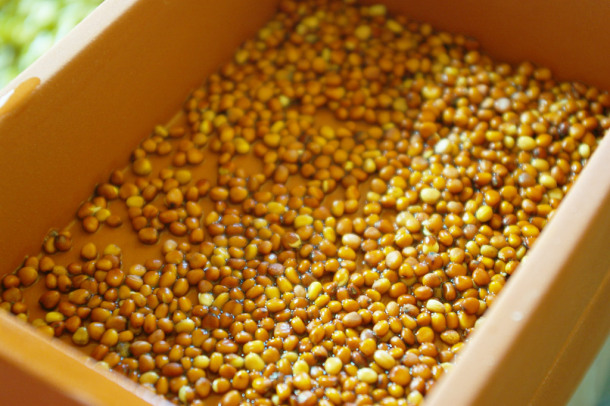 IMGP1629