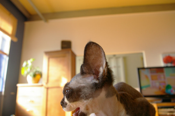 IMGP3452
